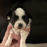 Patrick, a male Chihuahua for sale in Plaistow, NH – Photo 3 of 10