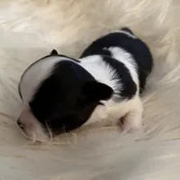 Patrick, a male Chihuahua for sale in Plaistow, NH – Photo 6 of 10