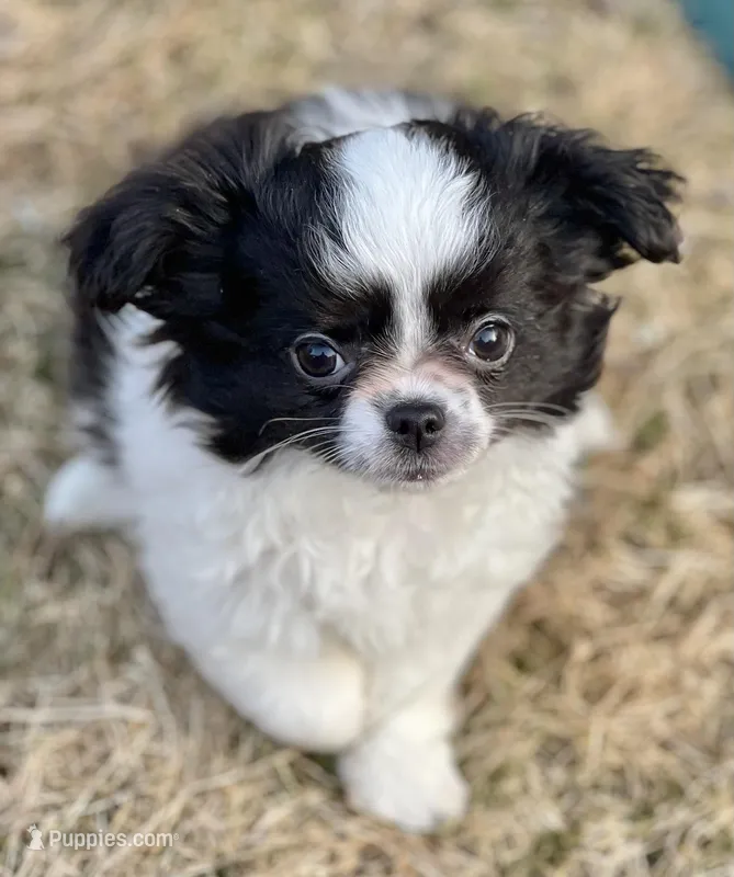 Patrick – Chihuahua puppy for sale in Plaistow, NH