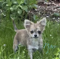 Piper, a female Chihuahua for sale in Plaistow, NH – 2 of 7