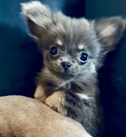 Delilah , a female Chihuahua for sale in Plaistow, NH – 4 of 5