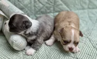 Karma , a male Chihuahua for sale in Plaistow, NH – 10 of 10