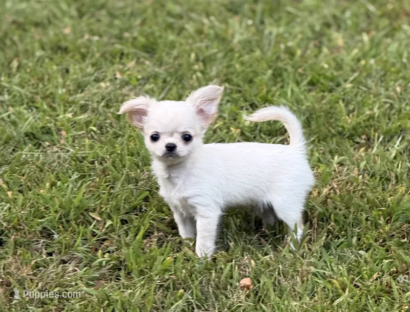 Noah – Chihuahua puppy for sale in Plaistow, NH