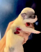 Winter, a female Chihuahua for sale in Plaistow, NH – Photo 7 of 10