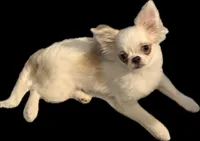 Winter, a female Chihuahua for sale in Plaistow, NH – Photo 1 of 10