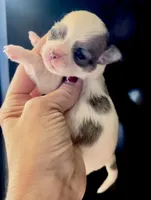 Winter, a female Chihuahua for sale in Plaistow, NH – Photo 3 of 10