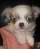 Winter, a female Chihuahua for sale in Plaistow, NH – Photo 2 of 10