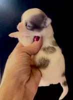 Winter, a female Chihuahua for sale in Plaistow, NH – Photo 5 of 10