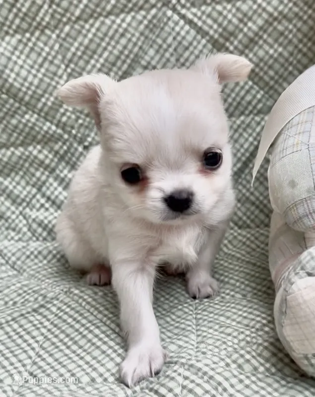 Noah – Chihuahua puppy for sale in Plaistow, NH