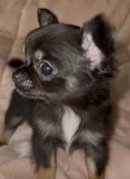 Laci, a female Chihuahua for sale in Plaistow, NH – 2 of 5