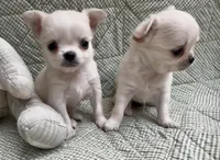 Noah, a male Chihuahua for sale in Plaistow, NH – 2 of 3