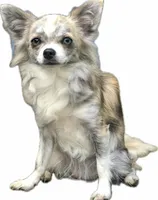 Paisley, a female Chihuahua for sale in Plaistow, NH – Photo 6 of 7