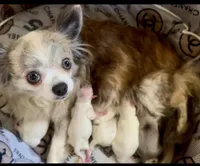 Paisley, a female Chihuahua for sale in Plaistow, NH – Photo 7 of 7