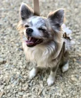 Paisley, a female Chihuahua for sale in Plaistow, NH – Photo 4 of 7