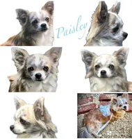 Paisley, a female Chihuahua for sale in Plaistow, NH – Photo 3 of 7