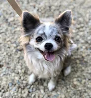 Paisley, a female Chihuahua for sale in Plaistow, NH – Photo 1 of 7