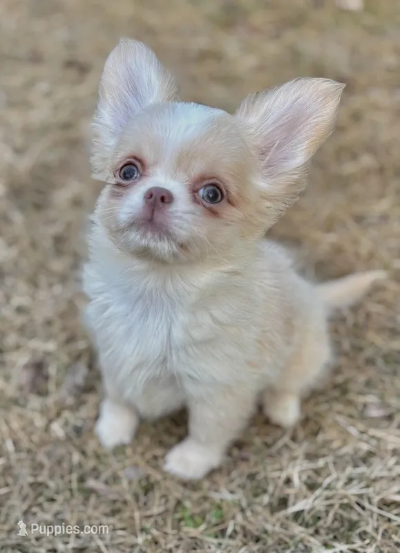 Butter – Chihuahua puppy for sale in Plaistow, NH