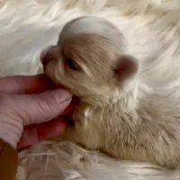 Butter, a male Chihuahua for sale in Plaistow, NH – Photo 7 of 10