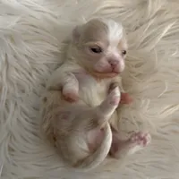 Butter, a male Chihuahua for sale in Plaistow, NH – Photo 4 of 10