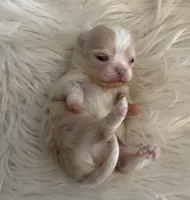 Butter, a male Chihuahua for sale in Plaistow, NH – Photo 1 of 5