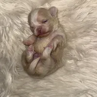 Butter, a male Chihuahua for sale in Plaistow, NH – Photo 5 of 10