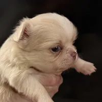 Butter, a male Chihuahua for sale in Plaistow, NH – Photo 8 of 10