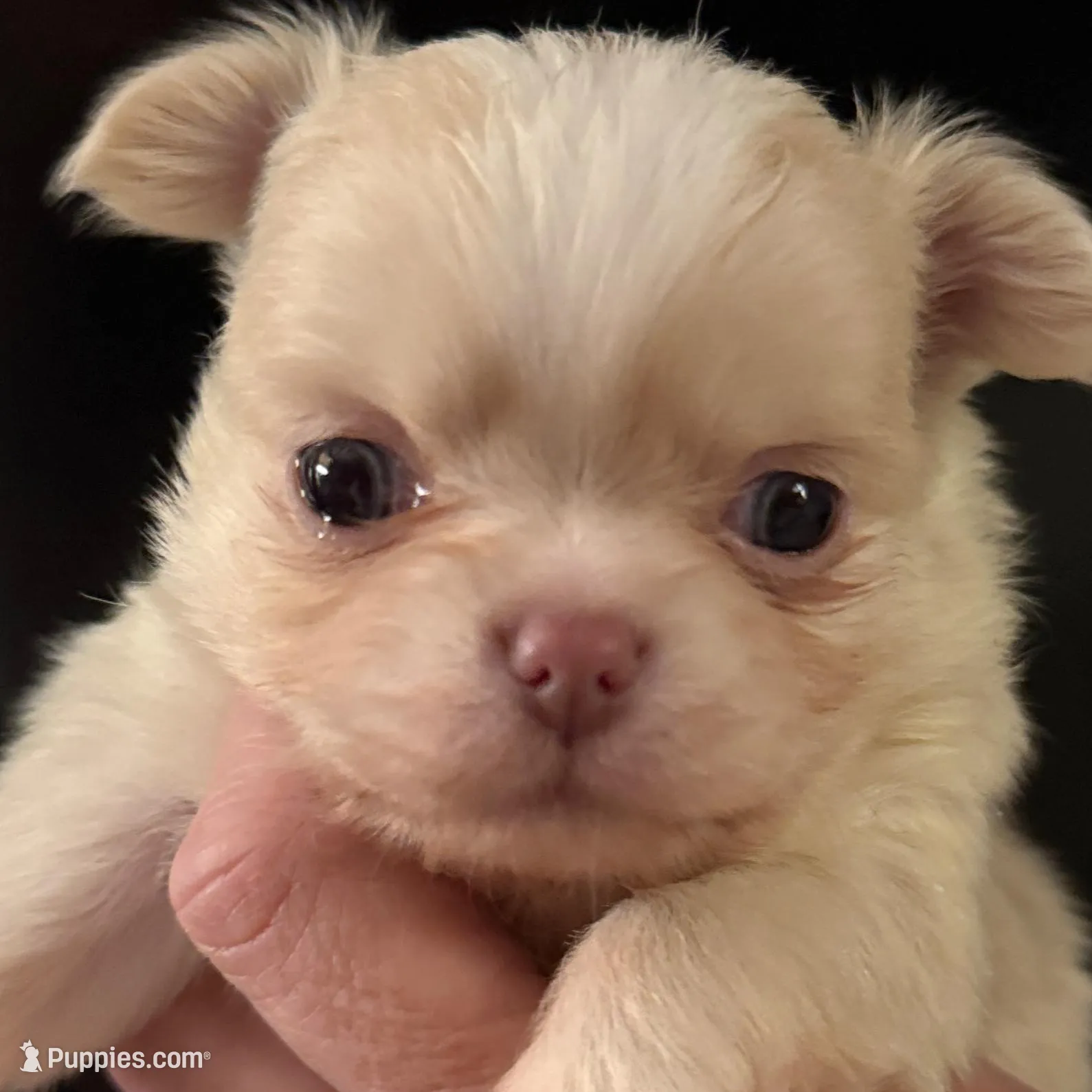 Butter, a male Chihuahua for sale in Plaistow, NH – Photo 3 of 10