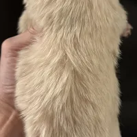 Butter, a male Chihuahua for sale in Plaistow, NH – Photo 9 of 10