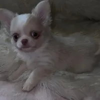 Butter, a male Chihuahua for sale in Plaistow, NH – Photo 2 of 10