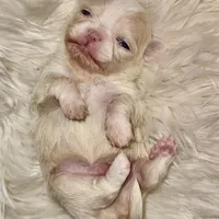 Butter, a male Chihuahua for sale in Plaistow, NH – Photo 6 of 10