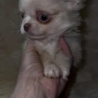 Butter, a male Chihuahua for sale in Plaistow, NH – Photo 10 of 10