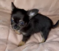 Laci, a female Chihuahua for sale in Plaistow, NH – 3 of 5