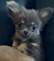 Delilah , a female Chihuahua for sale in Plaistow, NH – 2 of 5