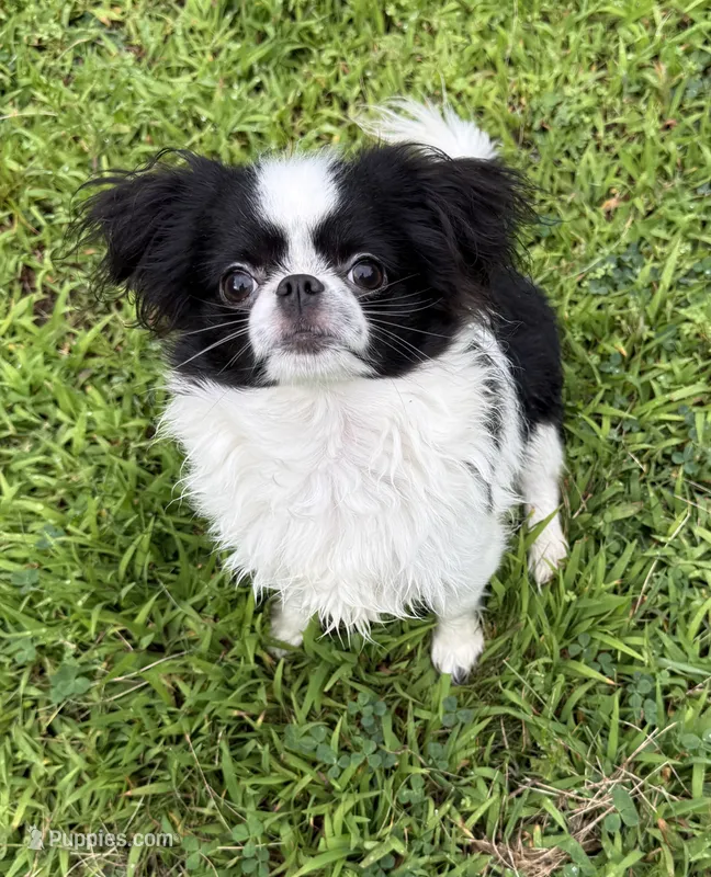 Patrick – Chihuahua puppy for sale in Plaistow, NH