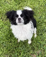 Patrick, a male Chihuahua for sale in Plaistow, NH – 1 of 10