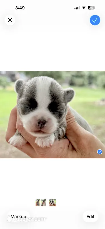 Karma  – Chihuahua puppy for sale in Plaistow, NH
