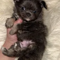 Charlie, a male Chihuahua for sale in Plaistow, NH – Photo 1 of 6