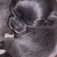 Charlie, a male Chihuahua for sale in Plaistow, NH – Photo 6 of 6