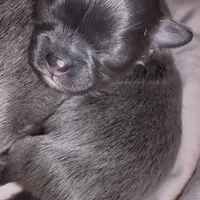 Charlie, a male Chihuahua for sale in Plaistow, NH – Photo 5 of 6