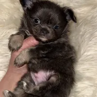 Charlie, a male Chihuahua for sale in Plaistow, NH – Photo 2 of 6