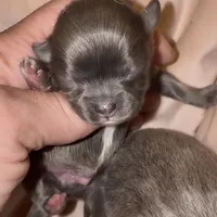 Charlie, a male Chihuahua for sale in Plaistow, NH – Photo 4 of 6