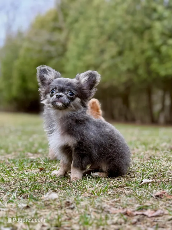 Charlie – Chihuahua puppy for sale in Plaistow, NH