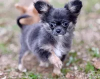 Charlie, a male Chihuahua for sale in Plaistow, NH – Photo 3 of 9