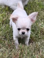 Noah, a male Chihuahua for sale in Plaistow, NH – 5 of 9