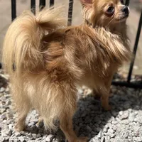 AKC Briar, a male Chihuahua for sale in Plaistow, NH – Photo 3 of 3