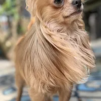 AKC Briar, a male Chihuahua for sale in Plaistow, NH – Photo 2 of 3