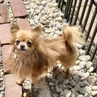 AKC Briar, a male Chihuahua for sale in Plaistow, NH – Photo 1 of 3