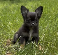 Laci, a female Chihuahua for sale in Plaistow, NH – 2 of 9