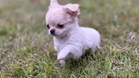 Naomi, a female Chihuahua for sale in Plaistow, NH – 5 of 7