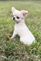 Naomi, a female Chihuahua for sale in Plaistow, NH – 4 of 7